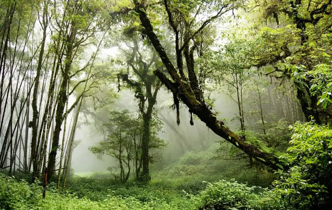 金柑樹山忘憂森林全攻略：交通、步道、秘境與避開人潮的私房路線