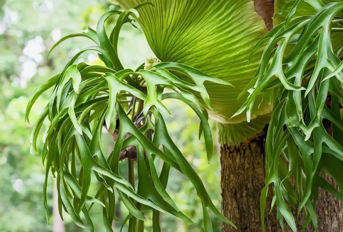 鹿角蕨18品種圖鑑：特性、養護與品種選擇全攻略