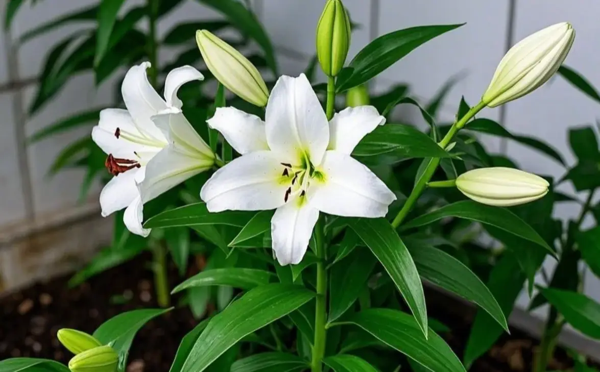 毛孩家長必讀！對寵物有毒的花草全解析與居家安全指南