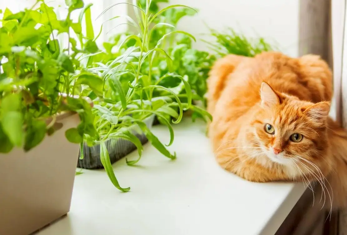 貓奴必知！這些常見植物對貓咪有害，你家有嗎？