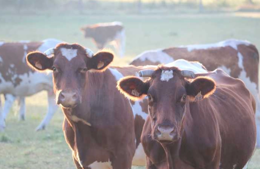 一直夢到同一個男生