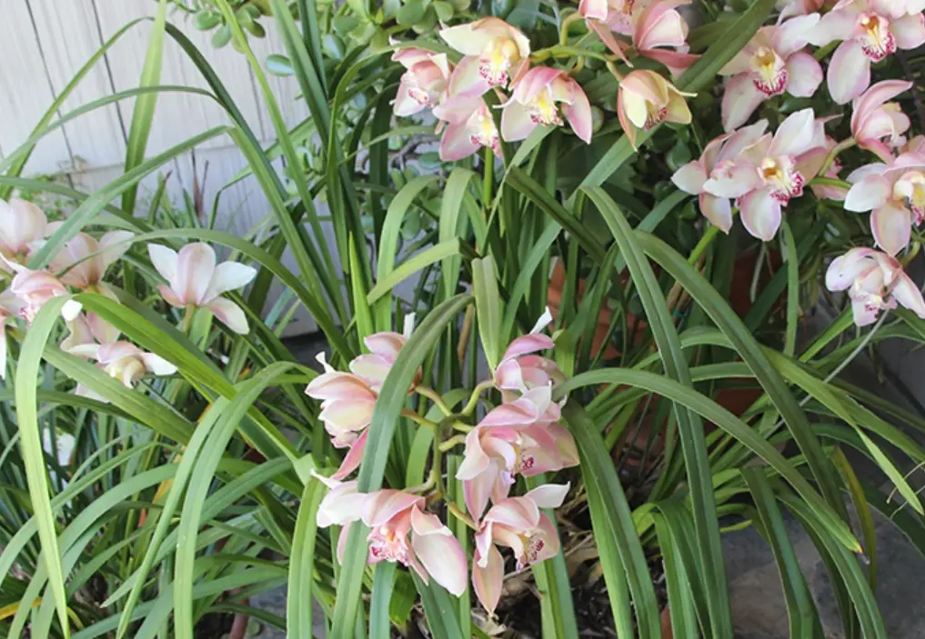 蕙蘭種植方法全攻略：新手也能養出優雅花香的關鍵步驟