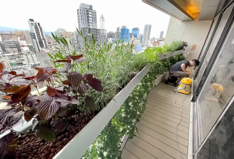 全日照植物推薦