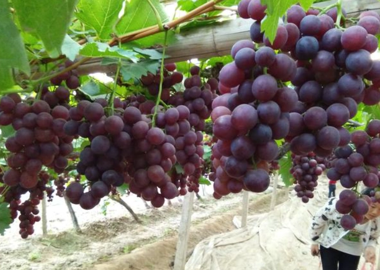 葡萄種植條件