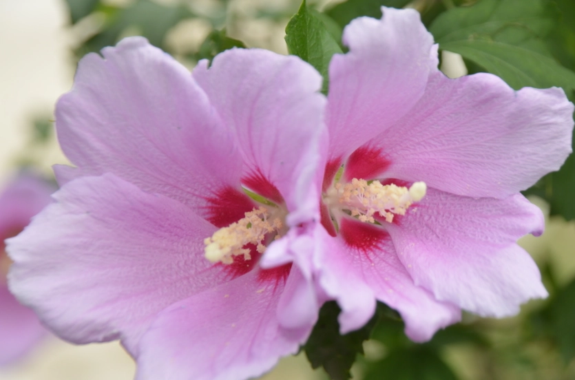 木槿花全攻略：從種植到入菜，新手也能養出朝開暮落的美麗