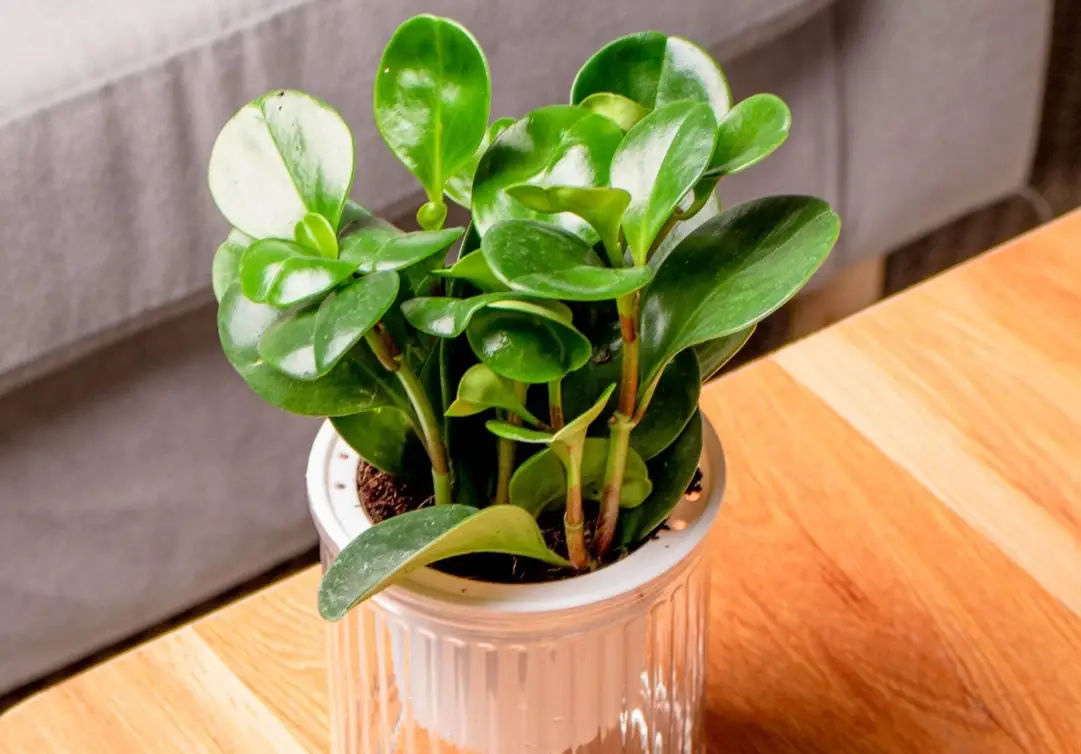 室內植物光照需求