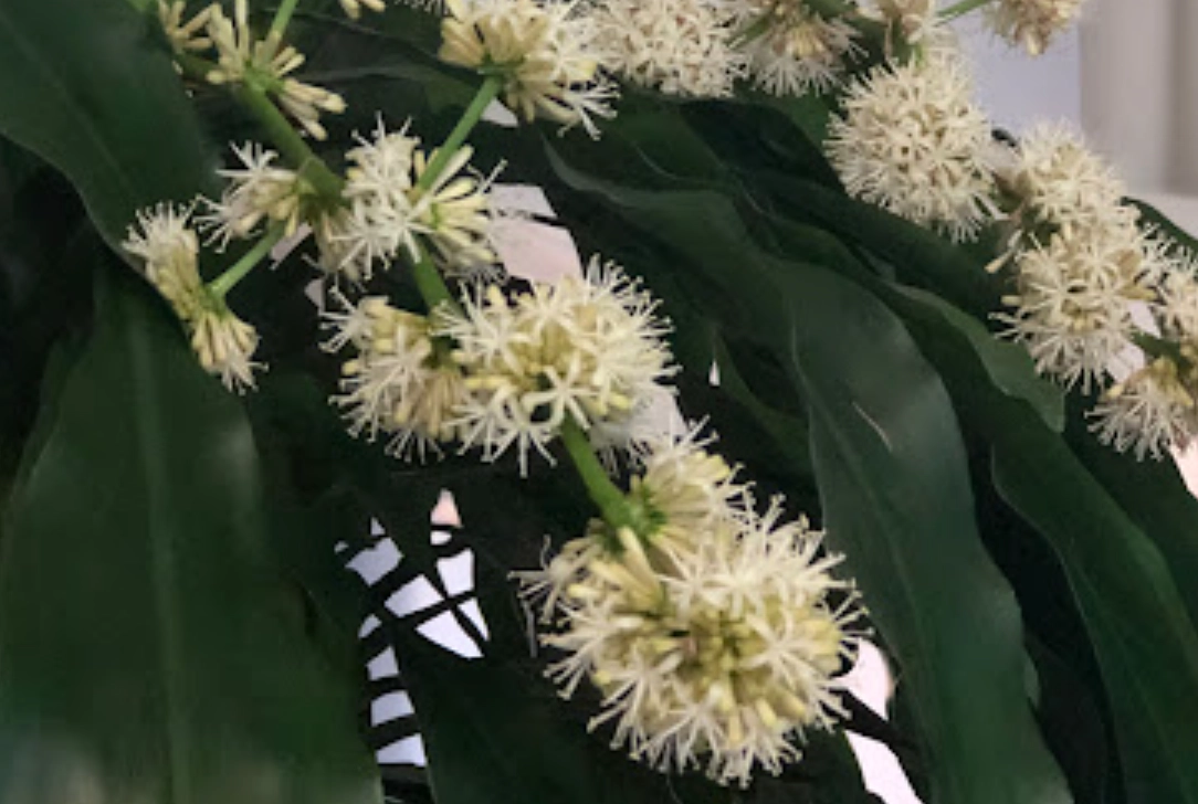 巴西木開花條件