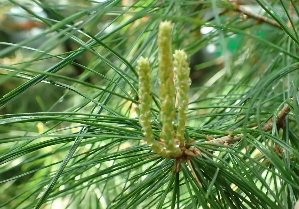 五葉松太熱怎麼辦？專家教你拯救焦黃葉片的實戰養護指南