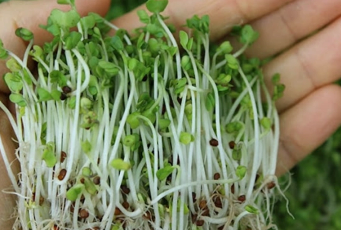 發芽奇亞籽食用