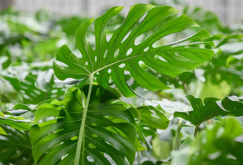 龜背芋壽命終極指南：養護秘訣與常見誤區解析