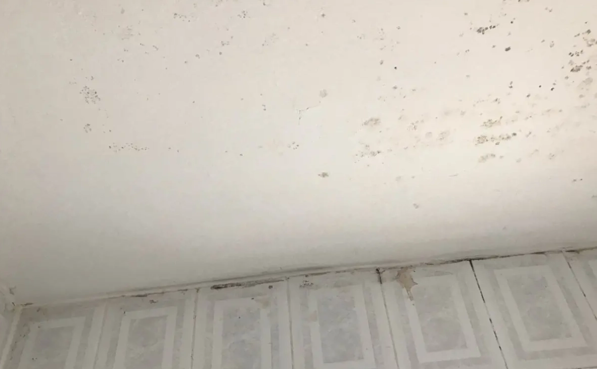 天花板除霉