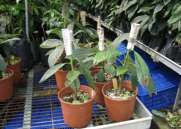 酪梨 種植 方法