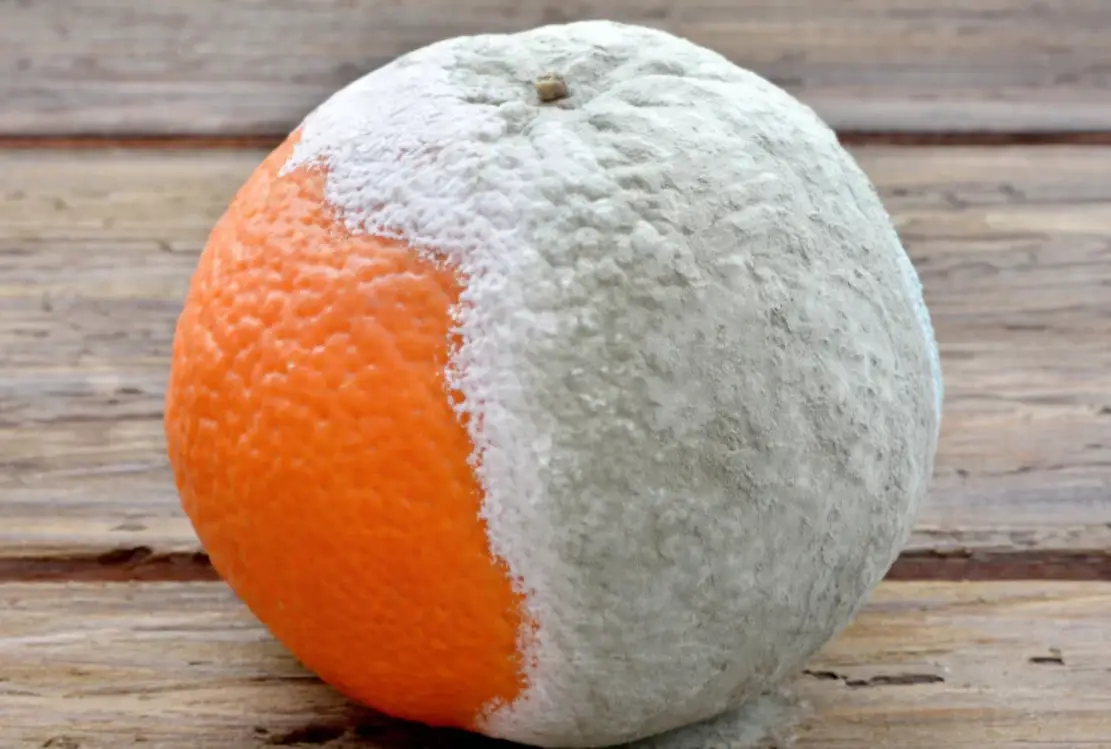 發霉食物可以吃嗎？專業解析絕對不能吃與可搶救清單