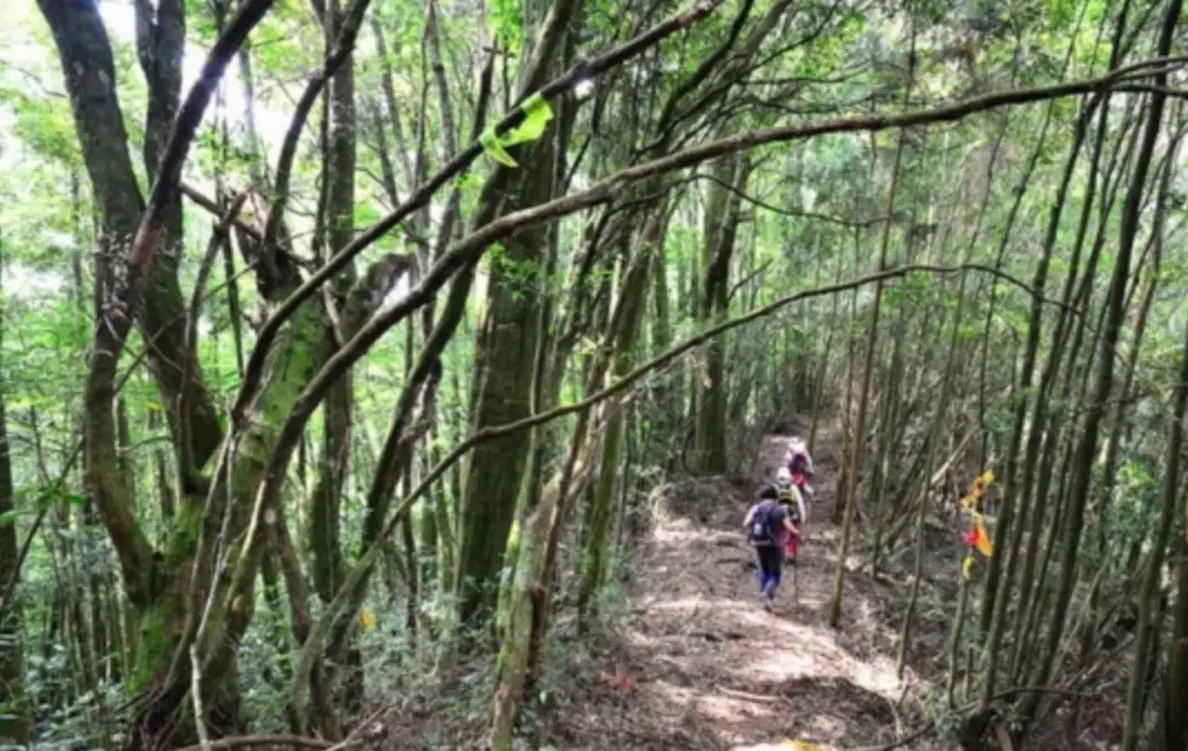金柑樹山 步道