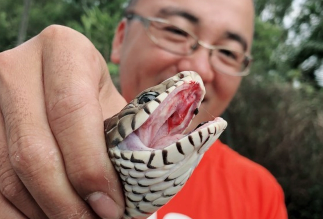 夢見抓蛇頭 意思