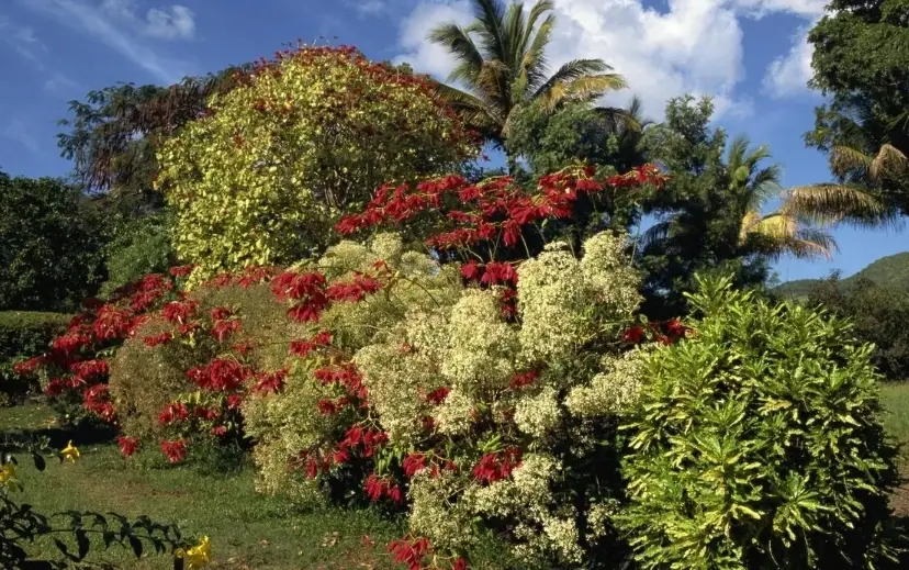 灌木高度全攻略：庭院造景的關鍵尺寸與修剪技巧