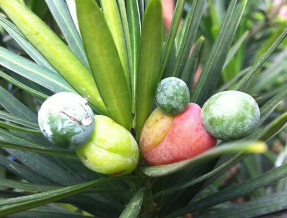 羅漢松種子怎麼種？從採種到成樹的完整指南