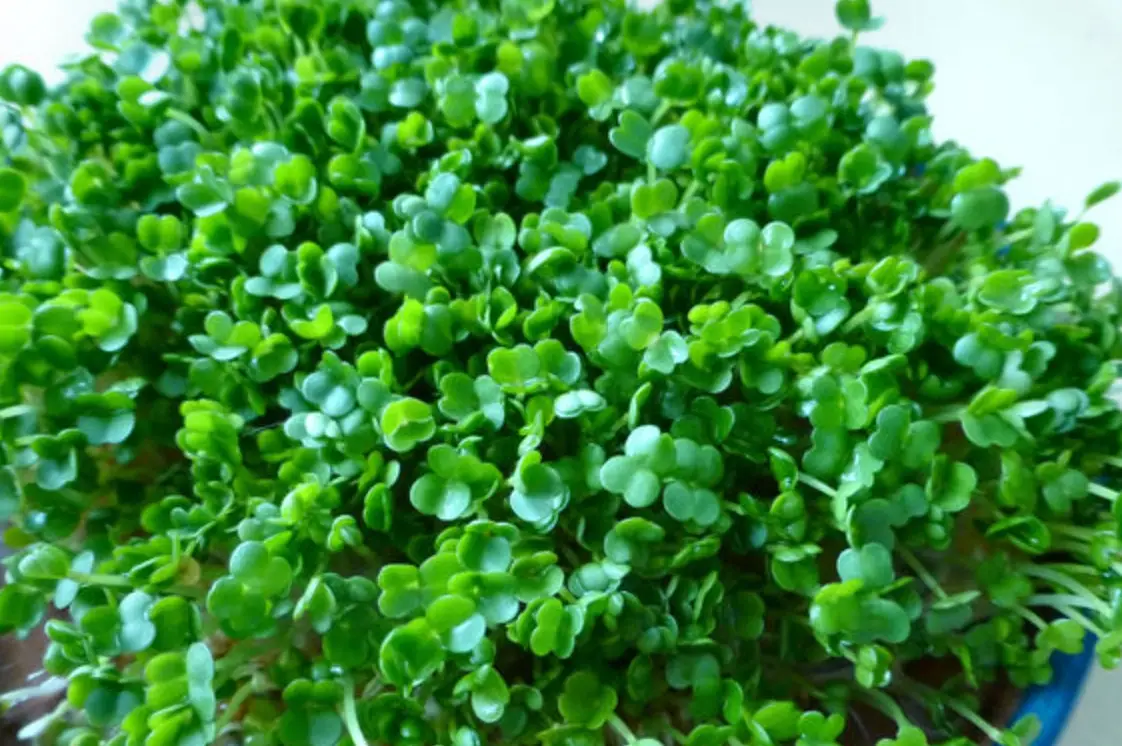 奇亞籽苗種植全攻略：從零開始的居家培育與創意食譜