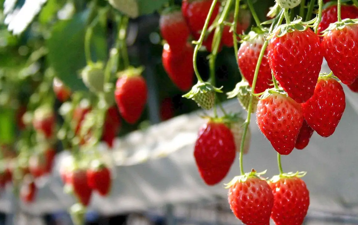 桑妮草莓園 採摘技巧