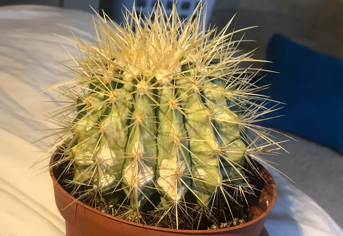 仙人球曬傷急救指南：辨識、處理與預防全攻略