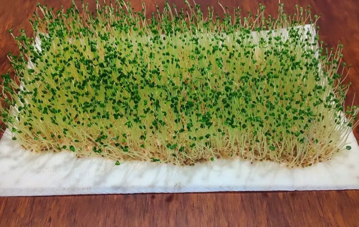 奇亞籽發芽能吃嗎