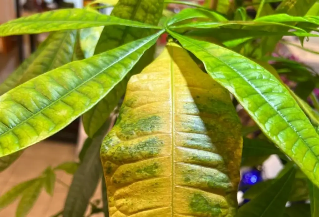 水種發財樹葉子變黃怎麼辦？專家教你5大原因與急救方法