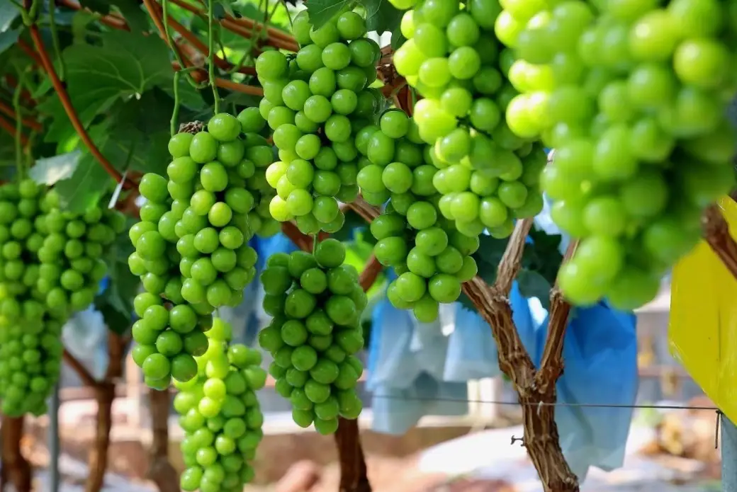 陽光玫瑰葡萄種植技術