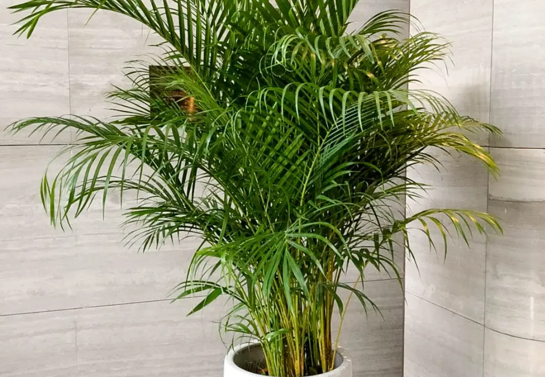 黃椰種植全攻略：從選購到養護的實用技巧與常見問題解答