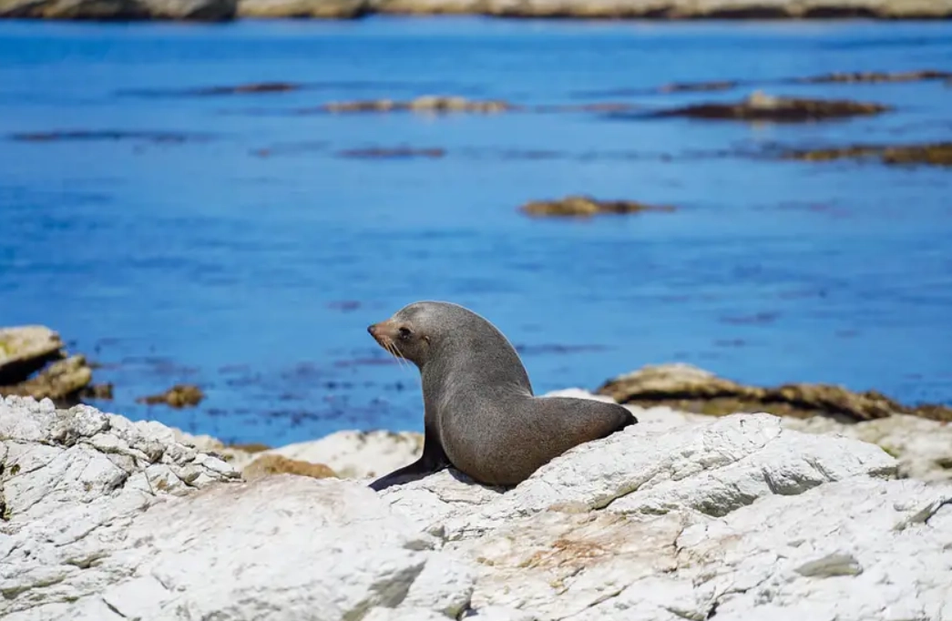 紐西蘭行程規劃