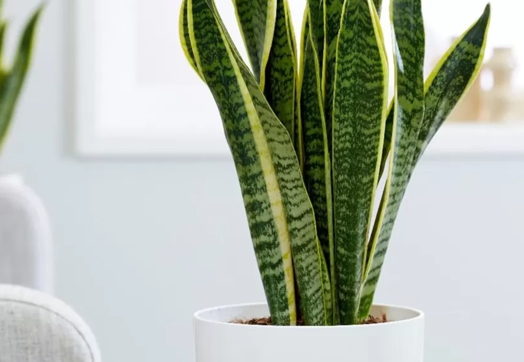 辦公室植物推薦