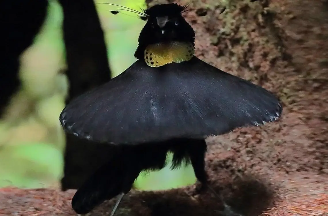 極樂鳥求偶全攻略：從裝備到地點，資深鳥友的私房觀察筆記