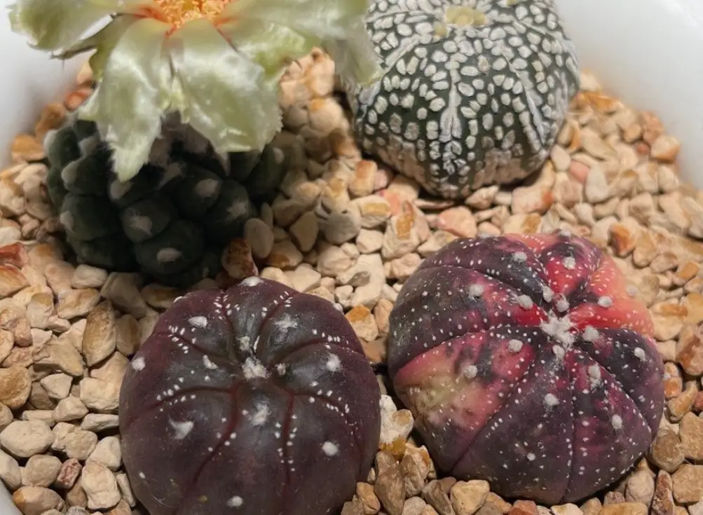 無刺仙人掌推薦