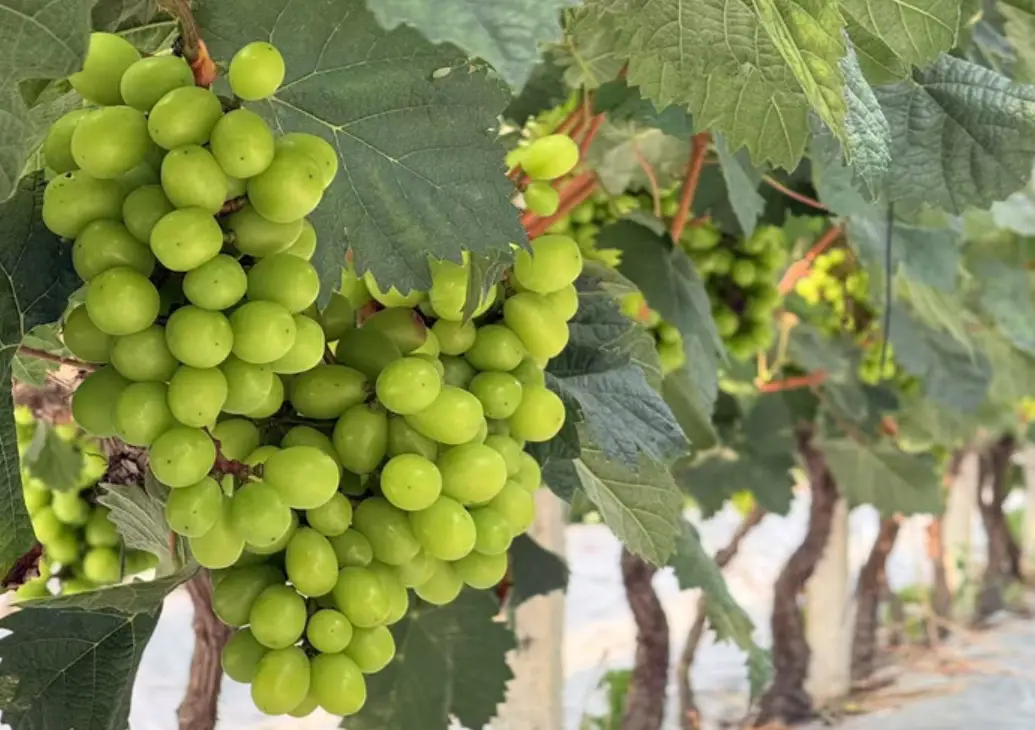 陽光玫瑰葡萄施肥