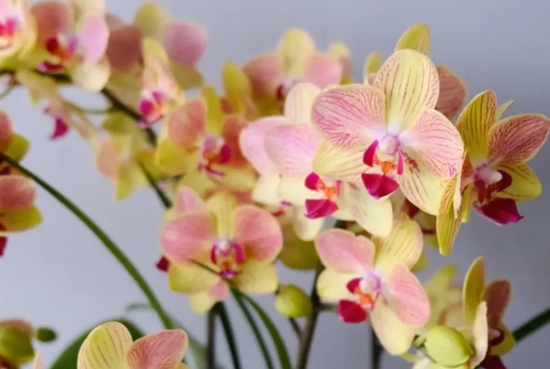 蘭花謝了怎麼辦