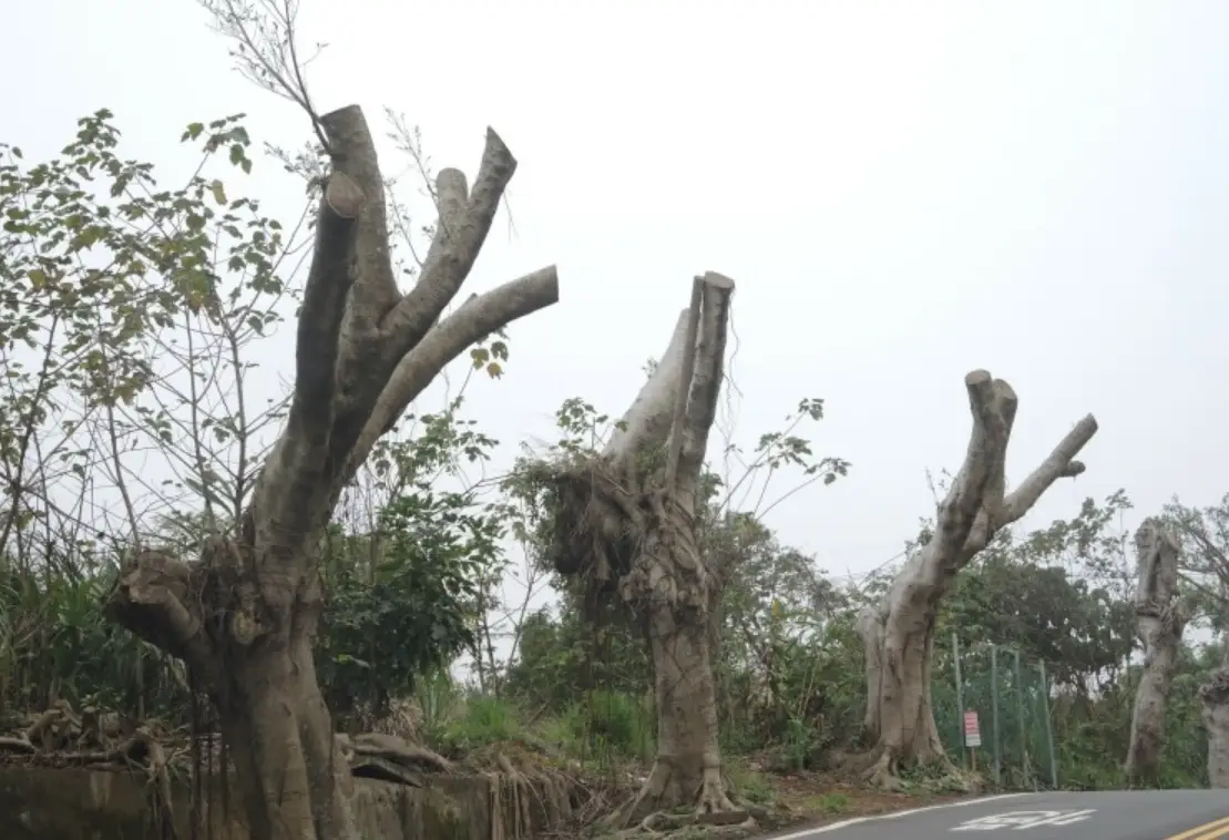 矮化樹木全攻略：掌握修剪、摘心與環刻三大技巧，打造理想樹型