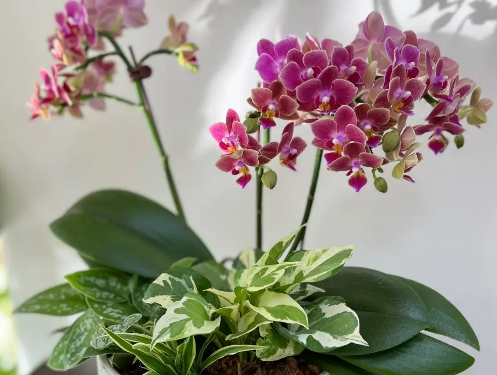 蘭花組合盆栽