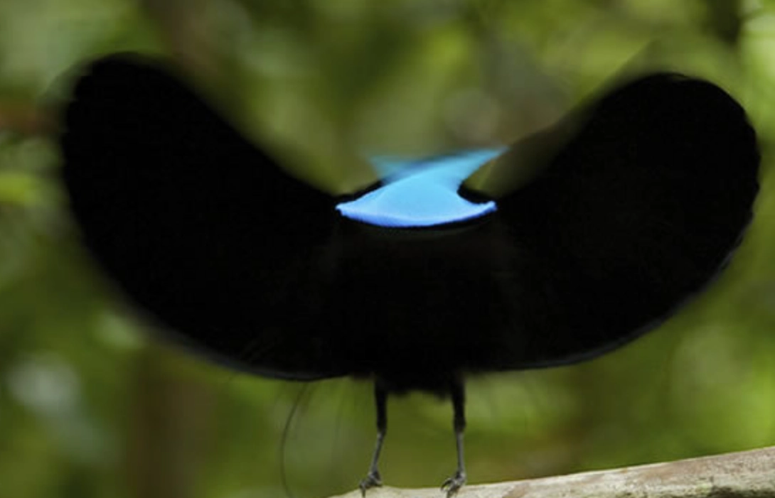 天堂鳥求偶舞蹈