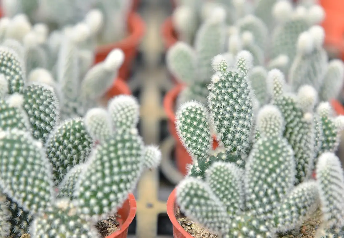 仙人掌酸鹼全攻略：從誤區到實踐，讓你的多肉健康生長