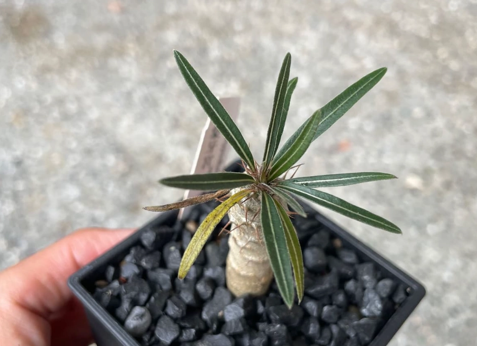 多肉植物澆水 多肉植物澆水