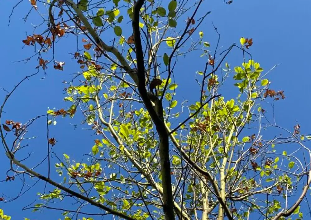 大樹枯萎急救指南：從診斷到拯救的完整步驟