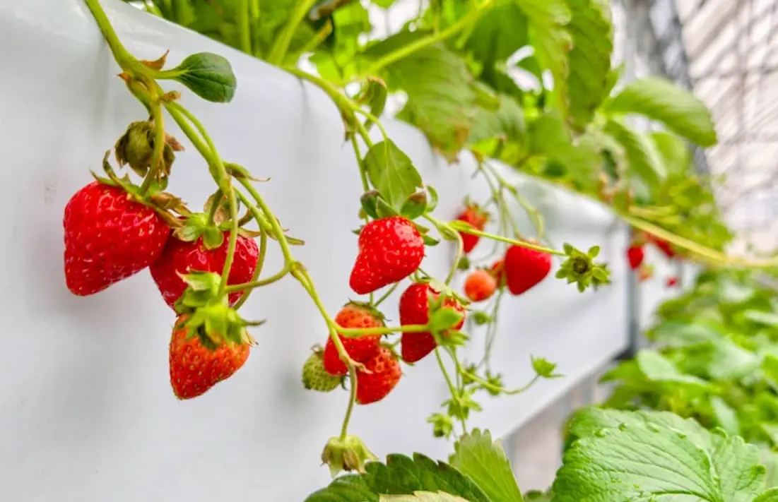 桃園採草莓農場