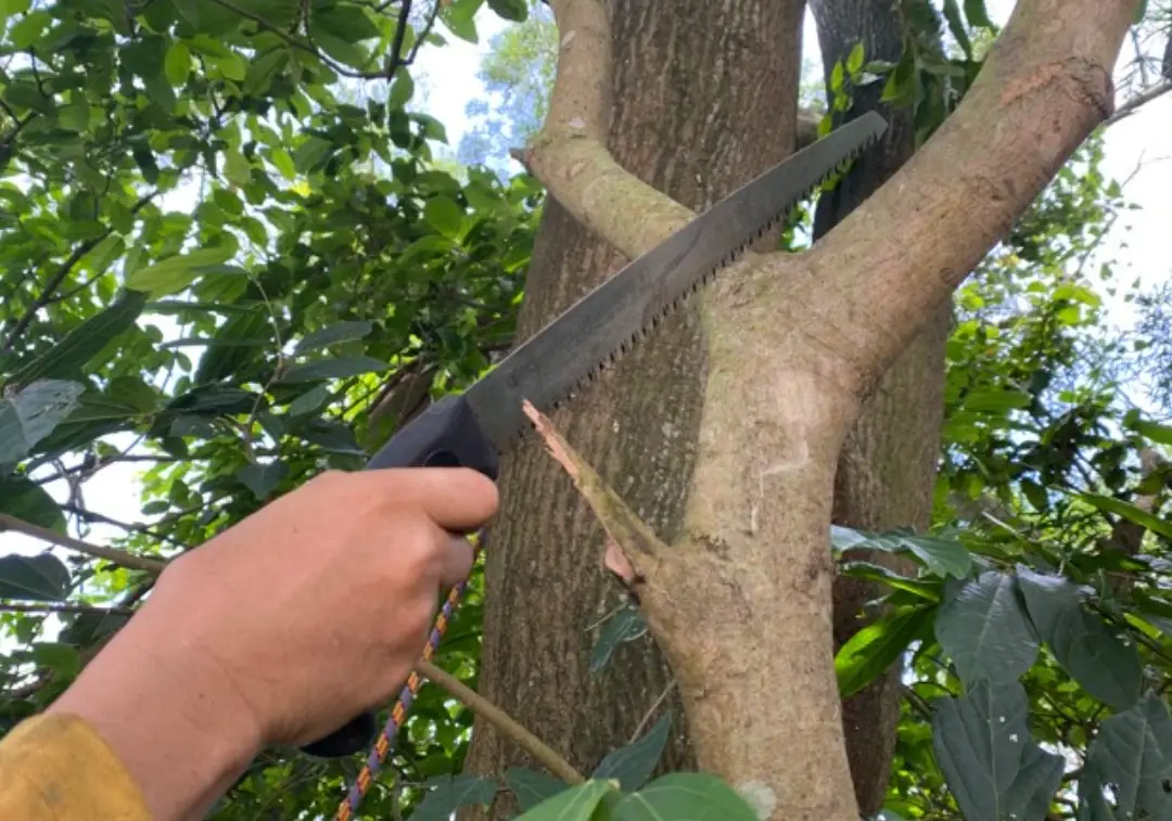 掌握樹木修剪原則：專家教你正確技巧與常見錯誤避免