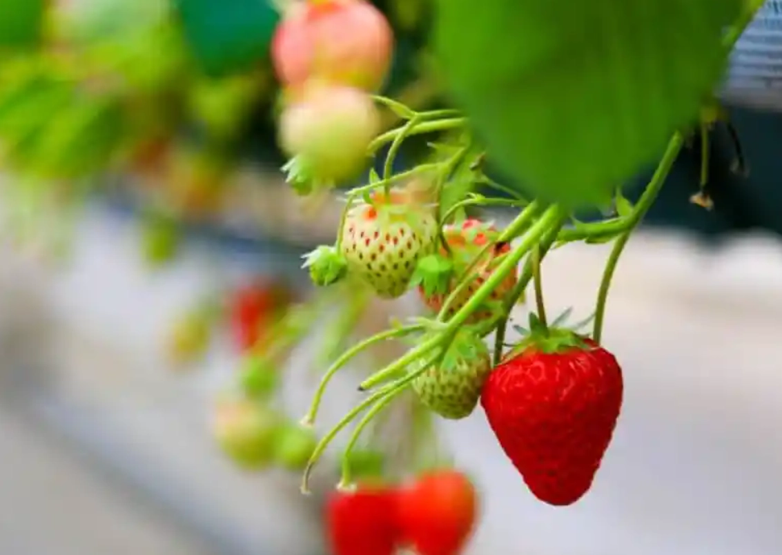 大園採草莓