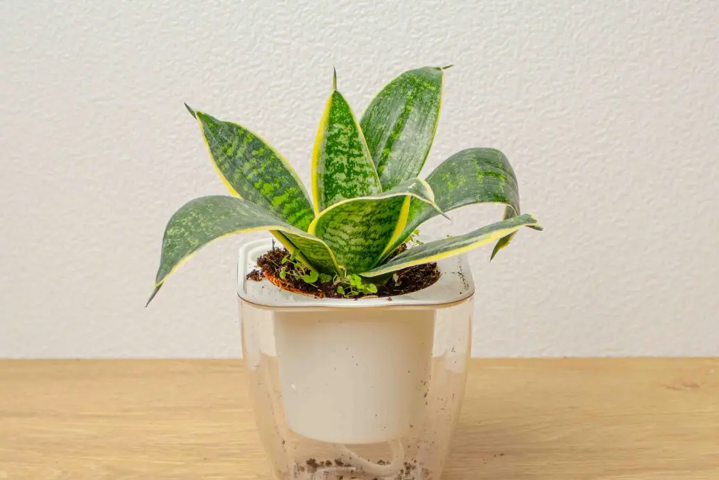 不通風環境植物