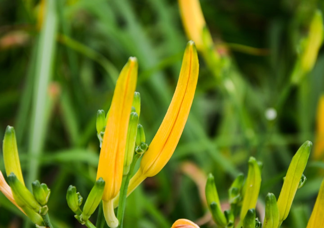 金針花攻略：不只賞花，從產地到餐桌的深度體驗指南