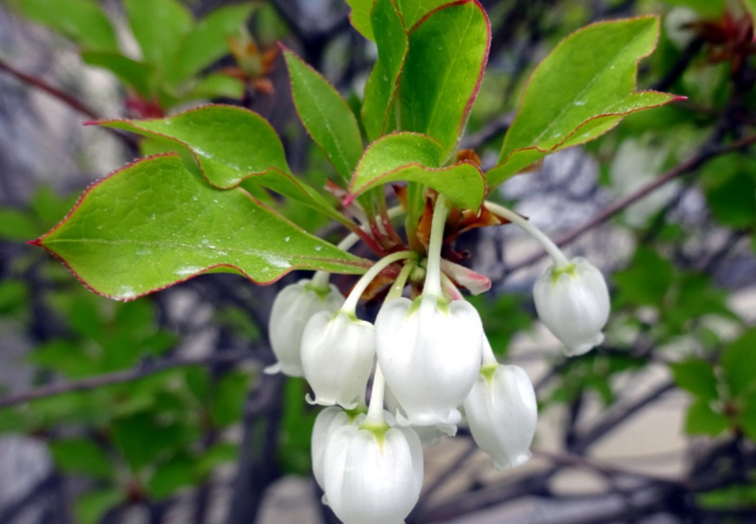 日本吊鐘季節賞玩全攻略：從花見到紅葉，園藝家的私房筆記