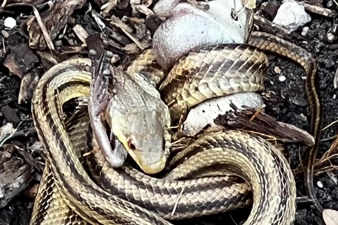 夢到蛇從樹上掉下來？解析夢境、心理與民間預兆的深度指南