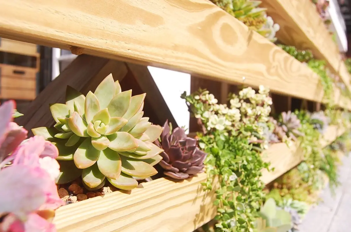 景天酸代謝全解析：多肉植物養護必學生存機制