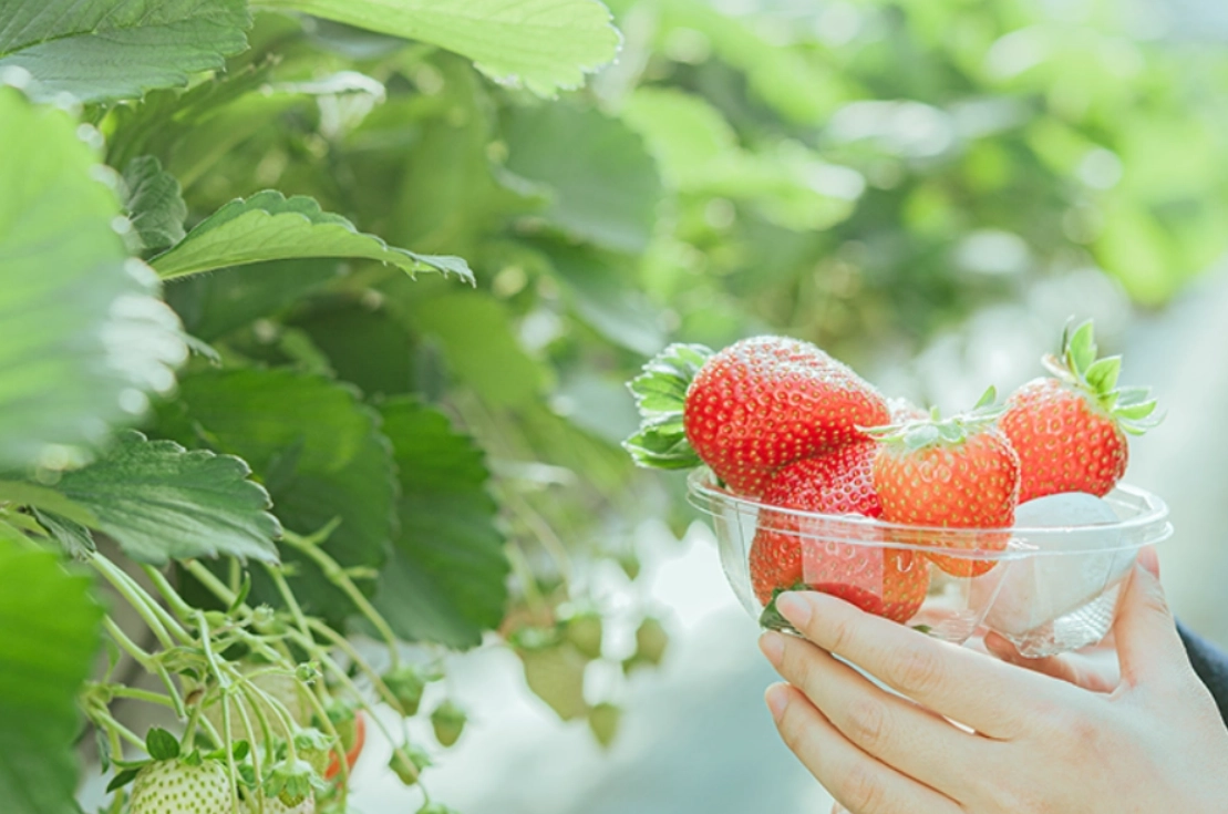桃園採草莓農場
