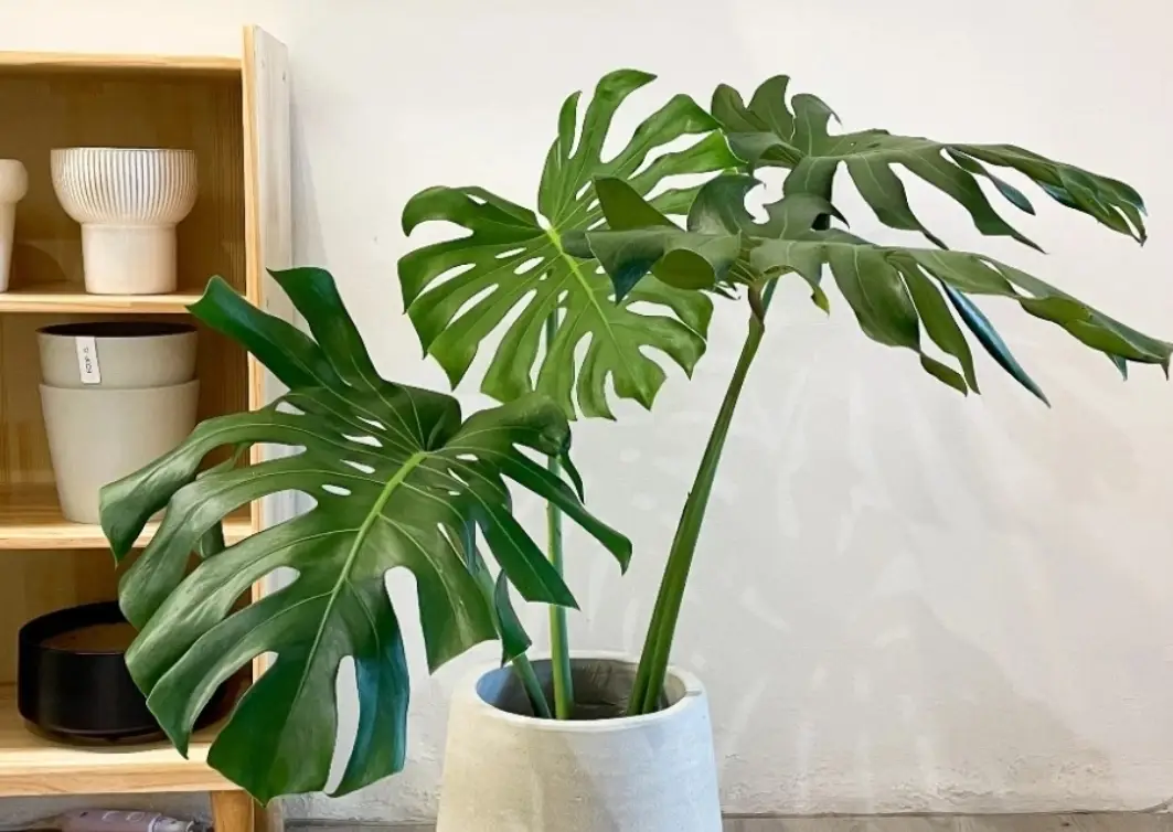 大型室內盆栽